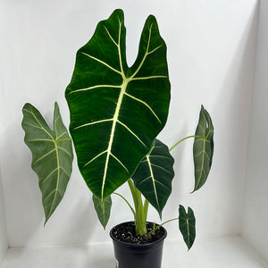 ALOCASIA FRYDEK 17CM