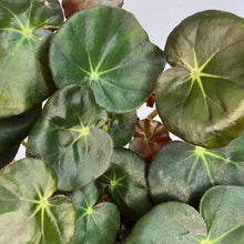 Load image into Gallery viewer, BEGONIA ELEPHANT EAR 12CM
