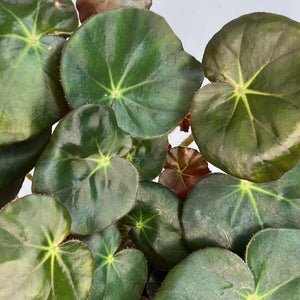 BEGONIA ELEPHANT EAR 12CM