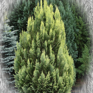 CHAMAECYPARIS LAWSONIANA YELLOW TRANSAPARENT 6.0L