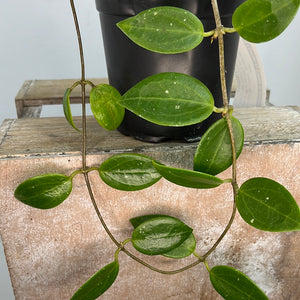 HOYA LIMONIACA 13CM