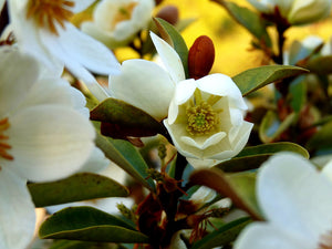 MICHELIA YUNNANENSIS 3.5L