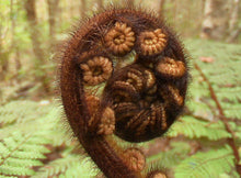 Load image into Gallery viewer, CYATHEA SMITHII KATOTE 2.5L
