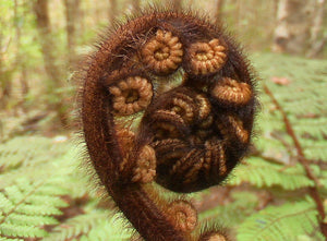 CYATHEA SMITHII KATOTE 2.5L