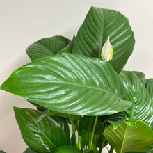 Load image into Gallery viewer, SPATHIPHYLLUM CATALINA 17CM
