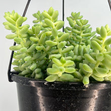 Load image into Gallery viewer, SEDUM MORGANIANUM BURRITO 17.5CM
