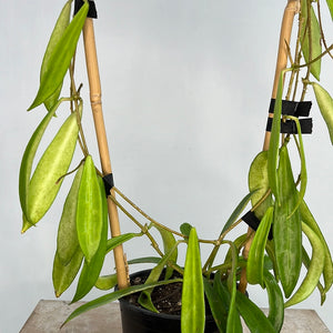 HOYA LONGIFOLIA 12CM