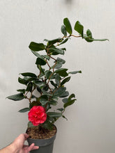 Load image into Gallery viewer, CAMELLIA JAPONICA CURLY LADY 5.0L
