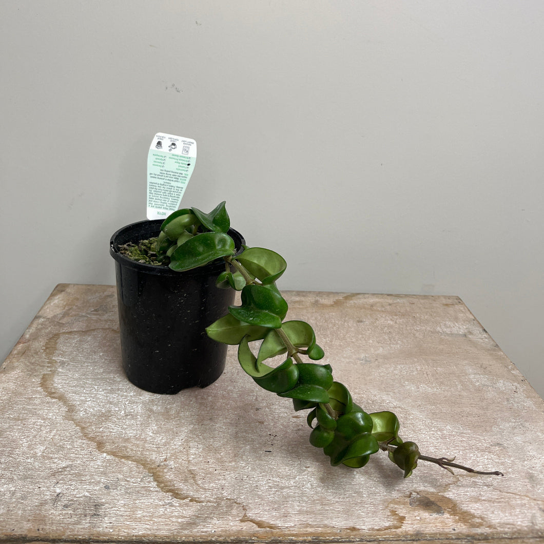 HOYA HINDU ROPE 12CM