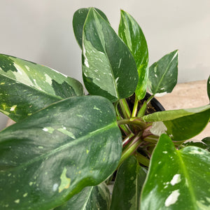 PHILODENDRON WHITE KNIGHT 14CM