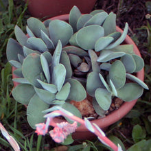 Load image into Gallery viewer, CRASSULA DUBIA 2.0L
