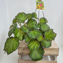 Load image into Gallery viewer, BEGONIA BOOMER 17CM
