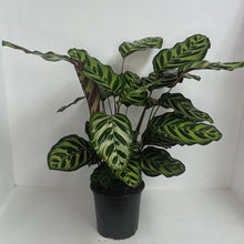 Load image into Gallery viewer, CALATHEA MAKOYANA 17CM
