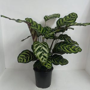 CALATHEA MAKOYANA 17CM