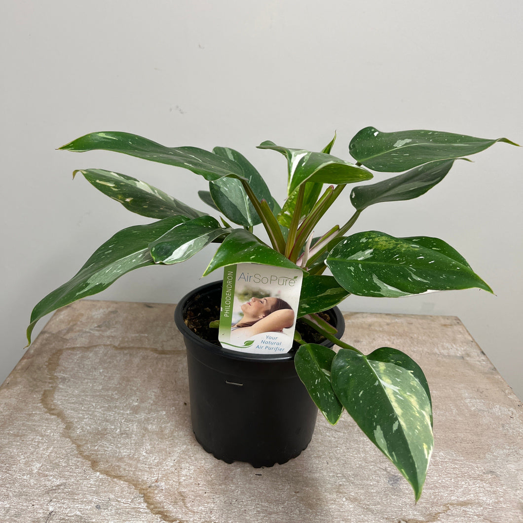 PHILODENDRON WHITE KNIGHT 14CM