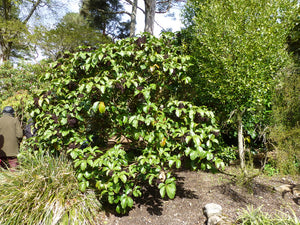 PSEUDOPANAX LAETUS 3.3L