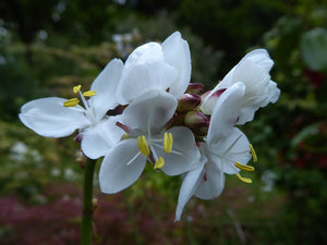 LIBERTIA GRANDIFLORA MIKOIKOI 2.5L