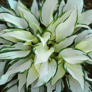 HOSTA WHITE CHRISTMAS 2.4L