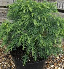 Load image into Gallery viewer, CRYPTOMERIA JAPONICA MONSTROSA NANA 8.5L
