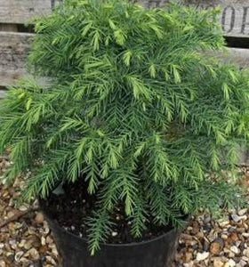 CRYPTOMERIA JAPONICA MONSTROSA NANA 8.5L