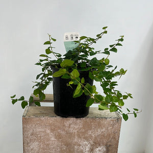 FICUS PUMILA CREEPING FIG 12CM