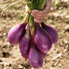 Load image into Gallery viewer, ONION ROSSA LUNGA HEIRLOOM SEED
