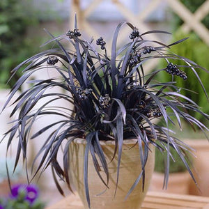 OPHIOPOGON BLACK DRAGON MONDO GRASS 9CM