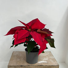 Load image into Gallery viewer, POINSETTIA 12CM
