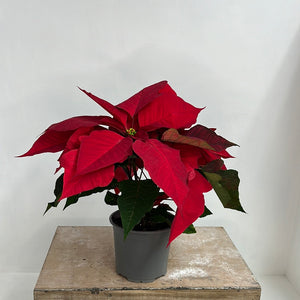 POINSETTIA 12CM