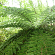 Load image into Gallery viewer, CYATHEA DEALBATA SILVER FERN 3.3L
