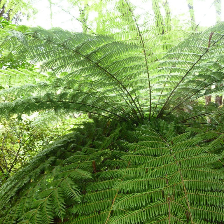 CYATHEA DEALBATA SILVER FERN 3.3L