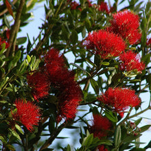 Load image into Gallery viewer, METROSIDEROS EXCELSA LIGHTHOUSE 8.0L
