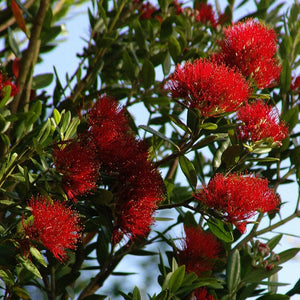 METROSIDEROS EXCELSA LIGHTHOUSE 8.0L