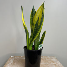 Load image into Gallery viewer, SANSEVIERIA TRIFASCIATA FLAME 14CM
