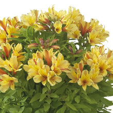 Load image into Gallery viewer, ALSTROEMERIA BORDER SUMMER VALLEY SPRING VALLEY 2.5L
