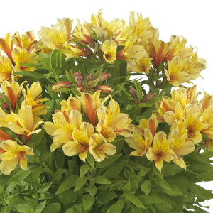 ALSTROEMERIA BORDER SUMMER VALLEY SPRING VALLEY 2.5L