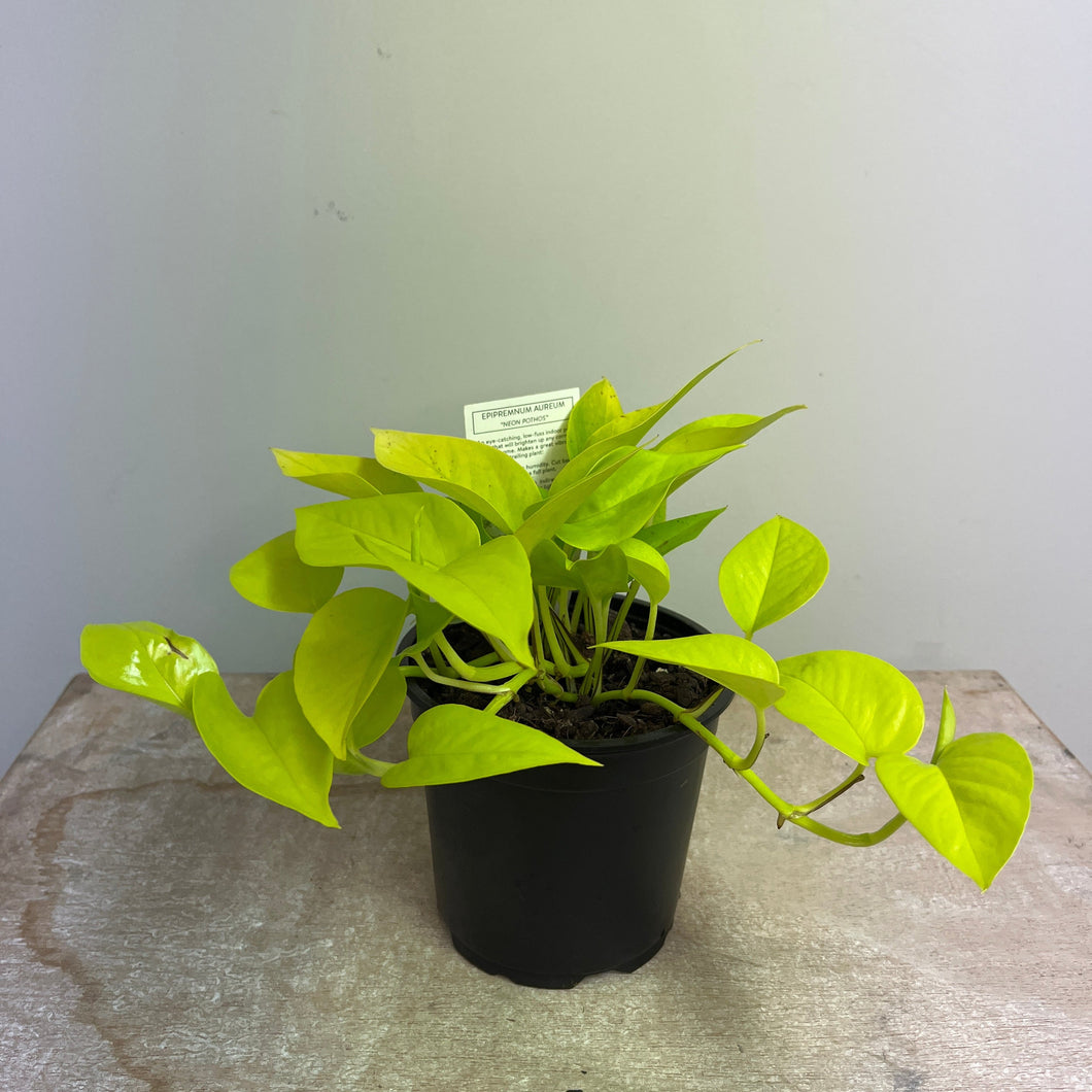 EPIPREMNUM NEON 12CM