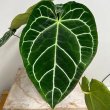 Load image into Gallery viewer, ANTHURIUM CRYSTALLINUM x MAGNIFICUM  17CM
