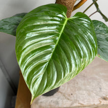 Load image into Gallery viewer, PHILODENDRON SODIROI 17CM
