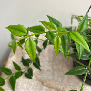 HOYA BELLA 12CM