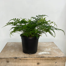 Load image into Gallery viewer, DAVALLIA RABBIT FOOT FERN 12CM
