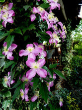 Load image into Gallery viewer, CLEMATIS MONTANA TETRAROSE 3.3L
