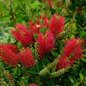 CALLISTEMON CAPTAIN COOK 3.5L