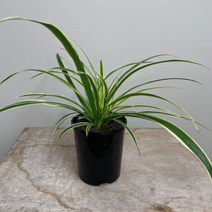 CHLOROPHYTUM 12CM