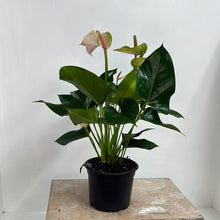 Load image into Gallery viewer, ANTHURIUM JOLI PULSE 14CM
