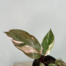 Load image into Gallery viewer, PHILODENDRON PINK PRINCESS 1.5L
