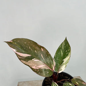 PHILODENDRON PINK PRINCESS 1.5L