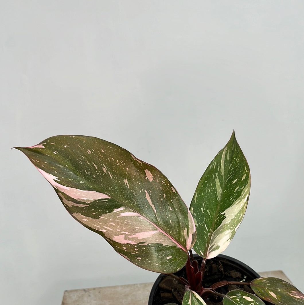 PHILODENDRON PINK PRINCESS 1.5L