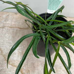 HOYA SHEPHERDII 12CM