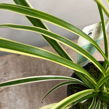 Load image into Gallery viewer, CHLOROPHYTUM 12CM
